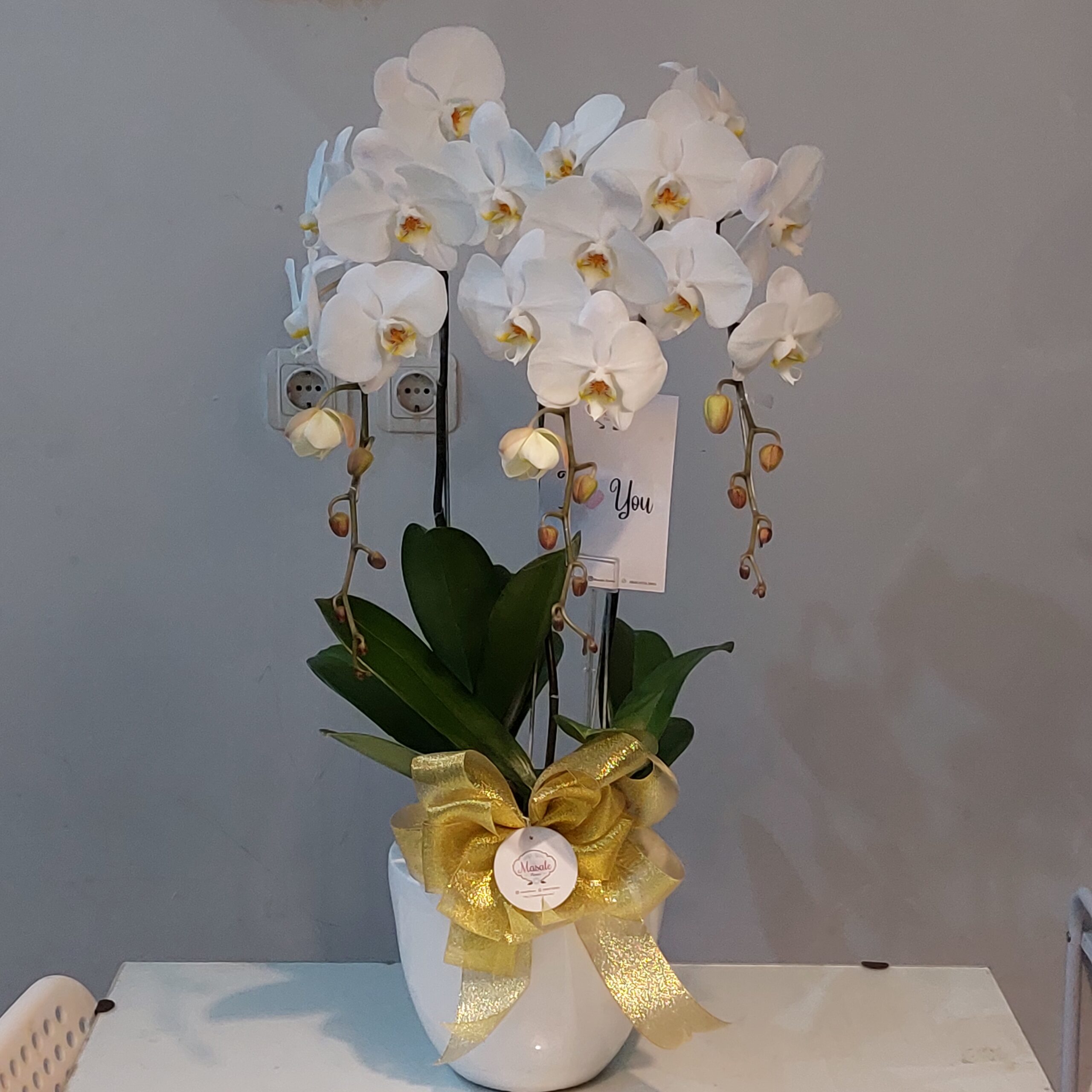 RANGKAIAN BUNGA ANGGREK FRESH| anggrek asli | anggrek segar | anggrek pot