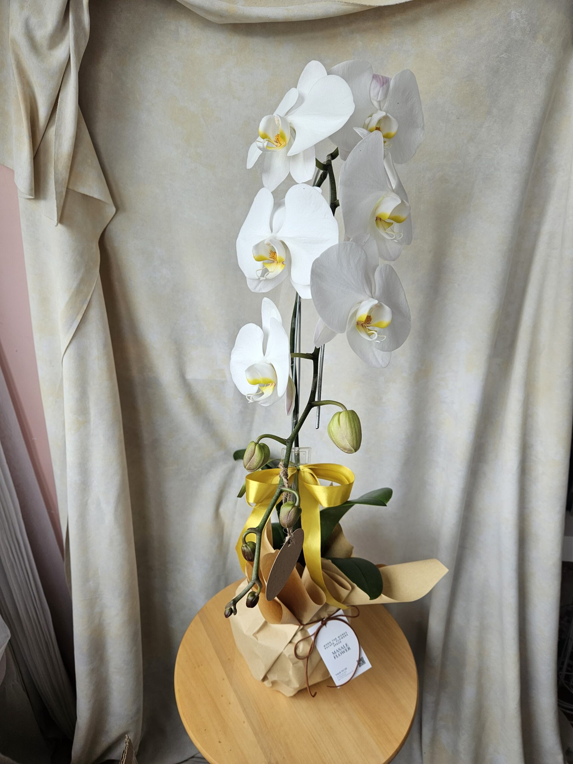 RANGKAIAN BUNGA ANGGREK FRESH| anggrek asli | anggrek segar | anggrek pot - Image 2