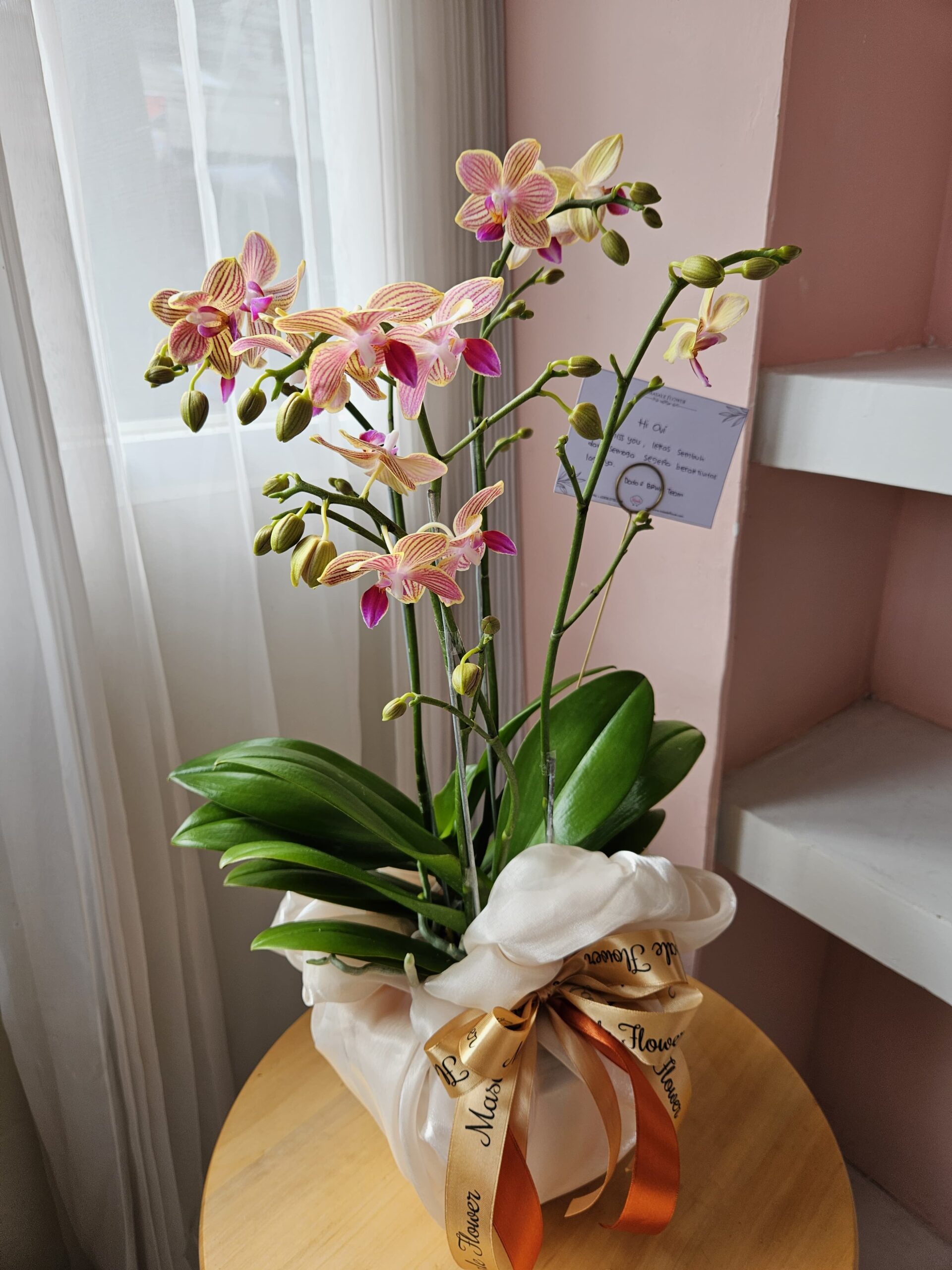 RANGKAIAN BUNGA ANGGREK FRESH| anggrek asli | anggrek segar | anggrek pot - Image 4