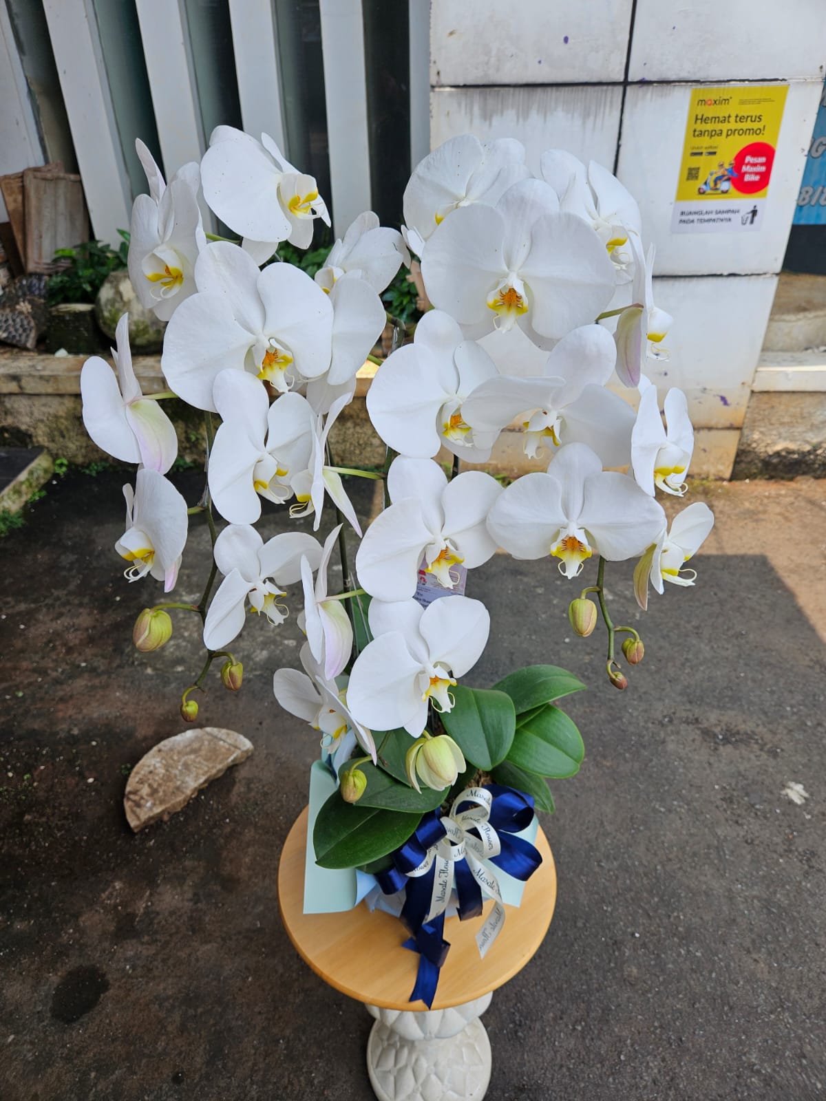 RANGKAIAN BUNGA ANGGREK FRESH| anggrek asli | anggrek segar | anggrek pot - Image 3